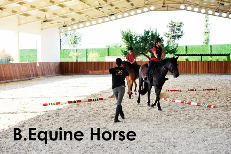 باشگاه اسب سواری بی اکویین نارلیدره ازمیر